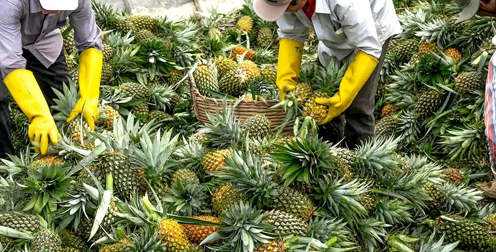 Organic farms avoid toxic inputs, improve soil health, grow clean, sustainable food that supports nature.